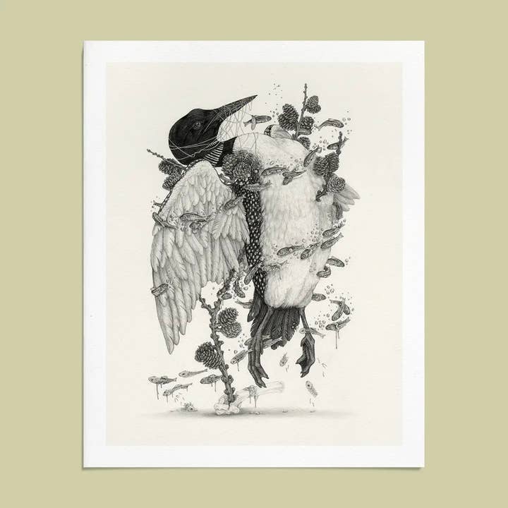 16x20" Fine Art Giclee Print: Common Loon, Scientific Illustration for wholesale by Mustard Beetle