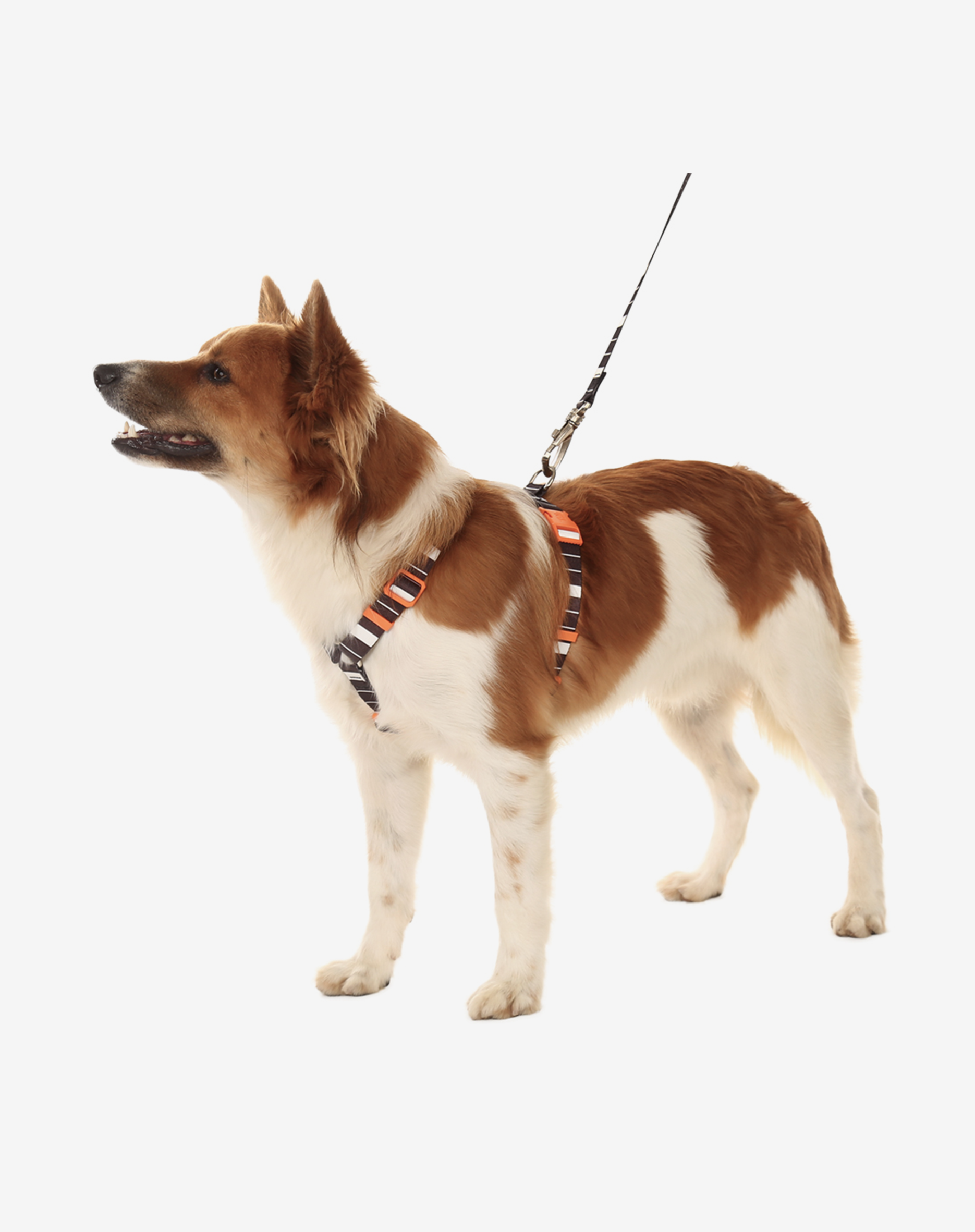 Toh – trela - Cão por atacado – The H-Harness + Leash Set Eclipse1