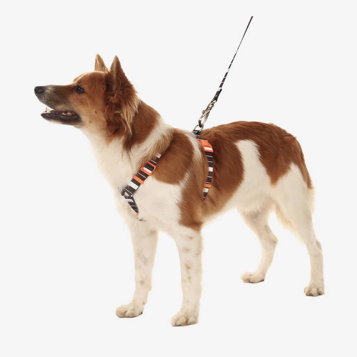 Toh - Wholesale Pet Leash - Dog - The H-Harness + Leash Set Eclipse1