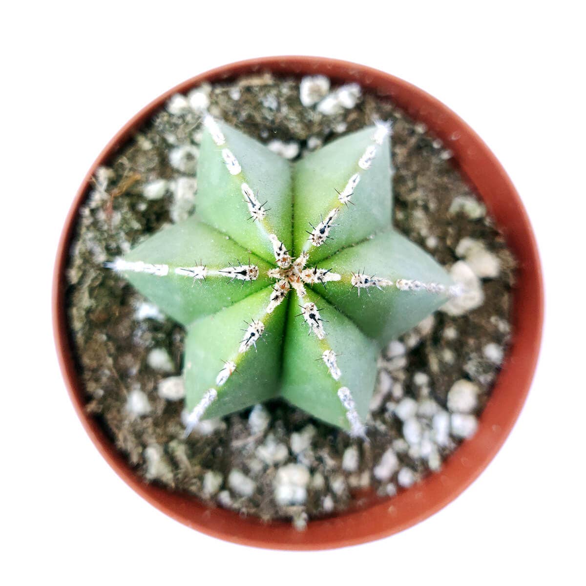 Best Plant Friend - Wholesale Live Plant - Pachycereus Marginatus Mexican Fence Post Cactus 2in/4in Pot3