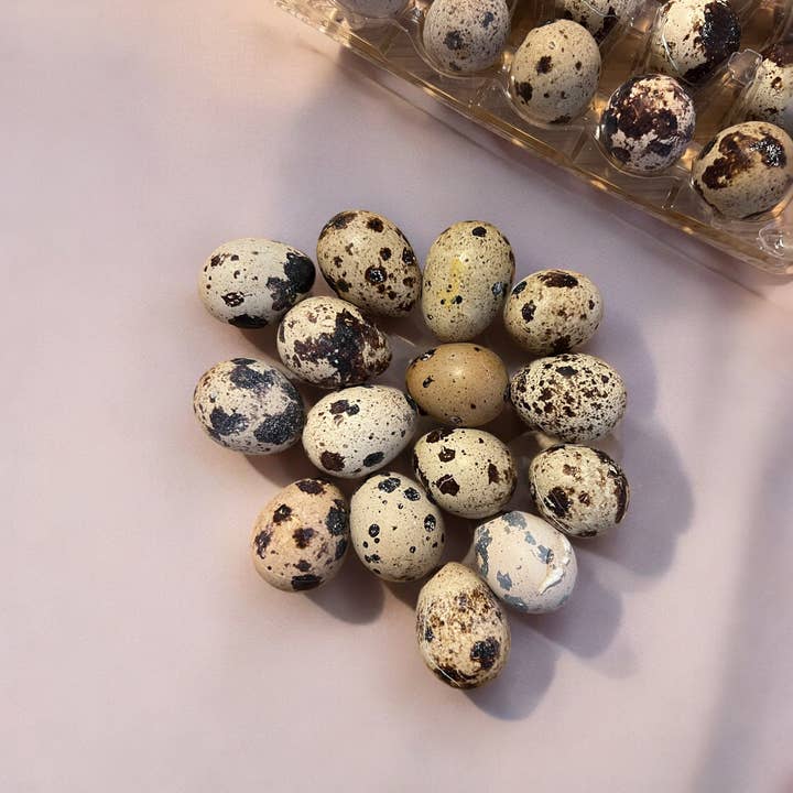 Wild West Raw - Wholesale Pet Treats - Dog - Whole Quail Eggs Freeze Dried (15 egg carton)