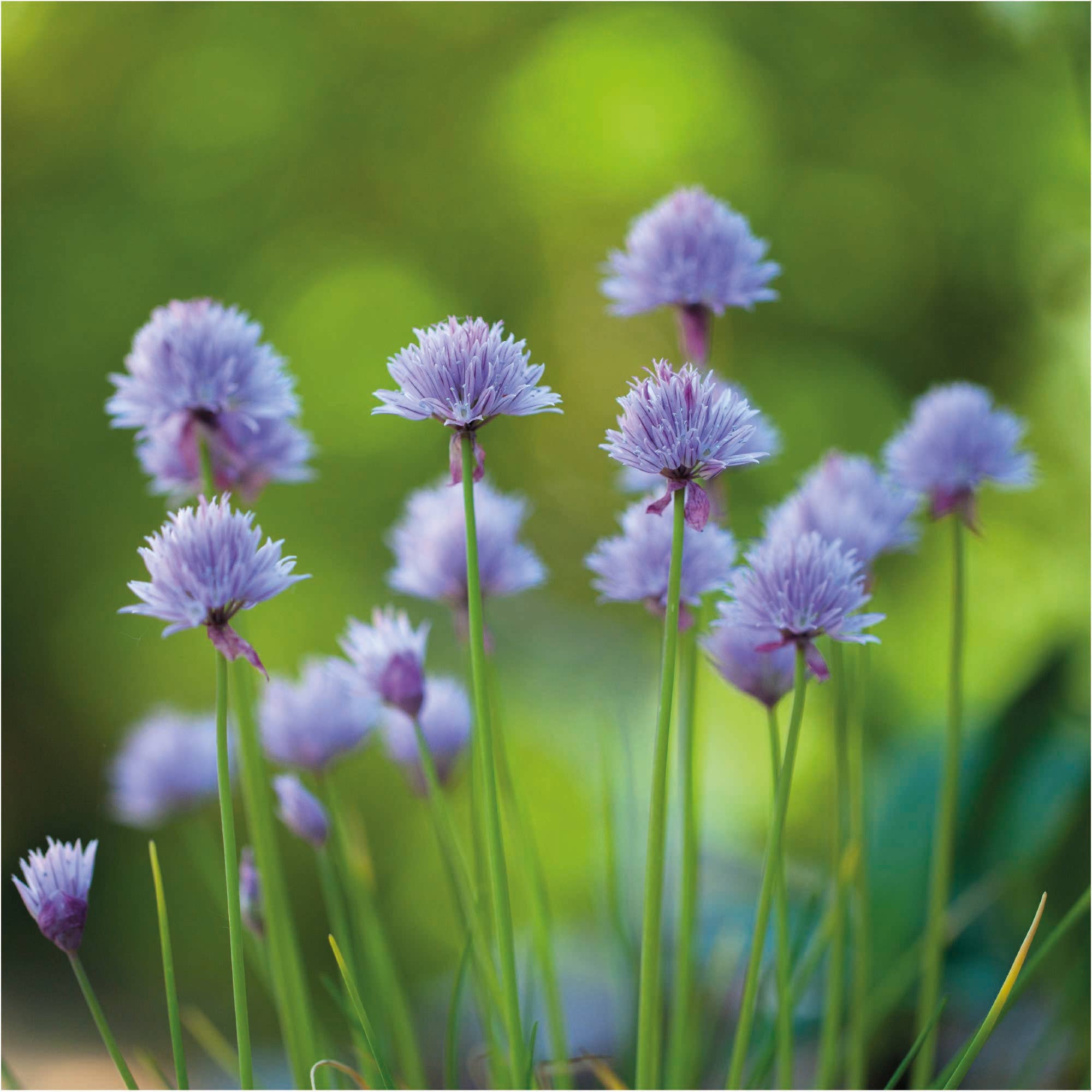 La Fabrique à Sachets – Cartão de amor por atacado – Sementes de Amor - Saquetas de sementes de Cebolinho2