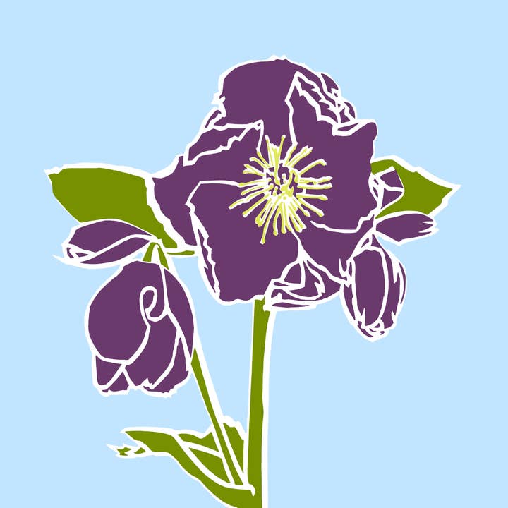 Charlotte Noar - Wholesale Everyday Greeting Card - Hellebore greeting card