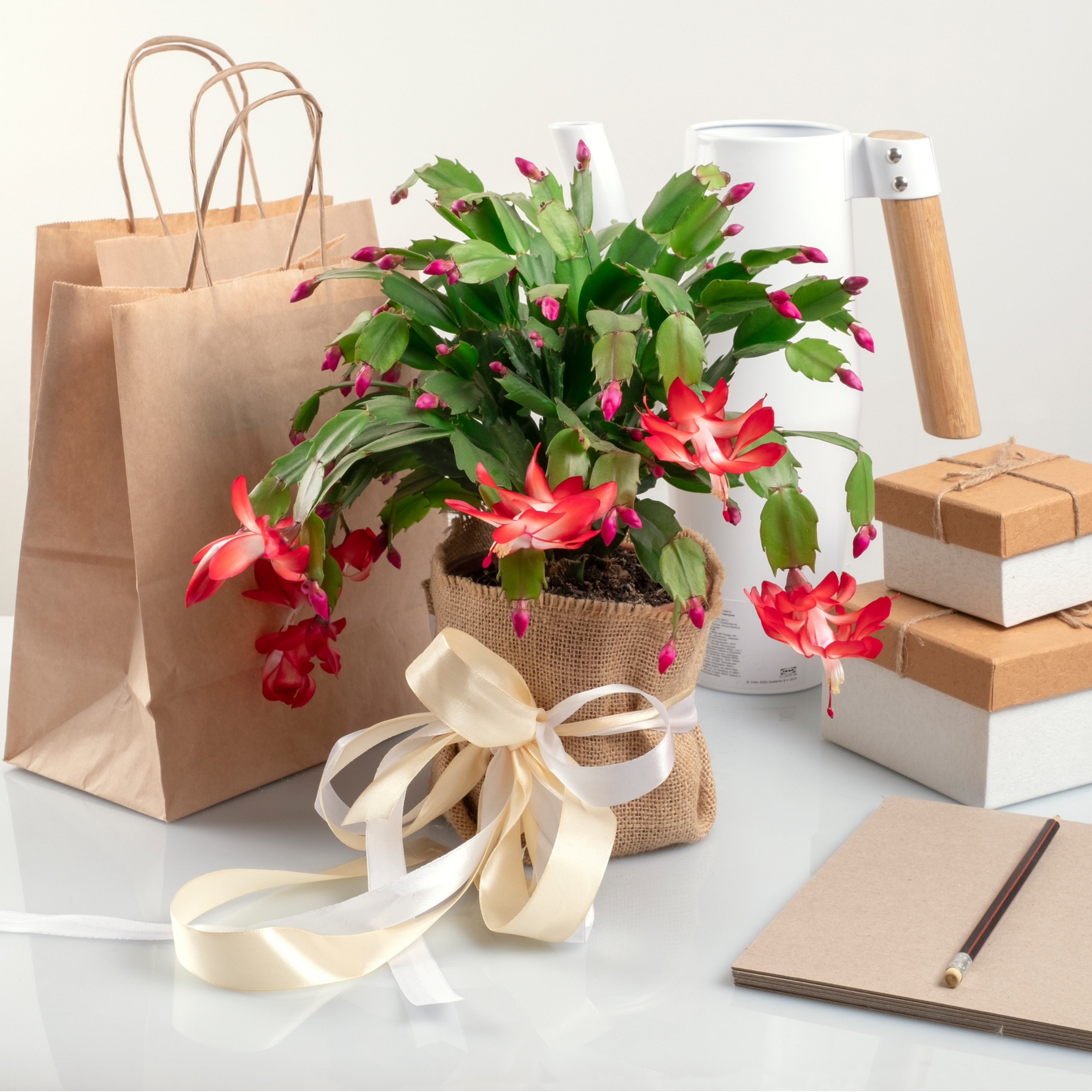 Thorsen's Greenhouse - Wholesale Live Plant - Holiday Cactus - 4" Live Plant4