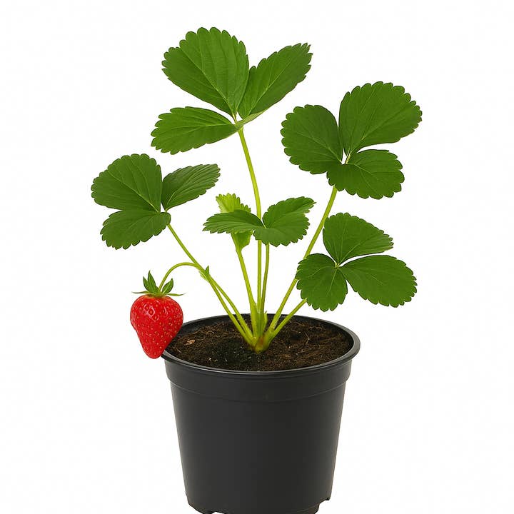 Oasis of Life - Wholesale Live plant - Strawberry Fragaria x ananassa 'Albion' β everbearing strawberry plant with sweet, large fruits β perennial, robust & winter-hardy β ideal for garden & balcony0