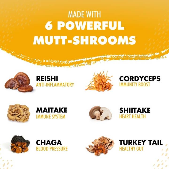 iHeartDogs.com – Großhandel Nahrungsergänzungsmittel für Haustiere – Hund – iHeartDogs Pilz-Knochenbrühe für Hunde - Immunstärkendes Pulver - 90 Portionen2