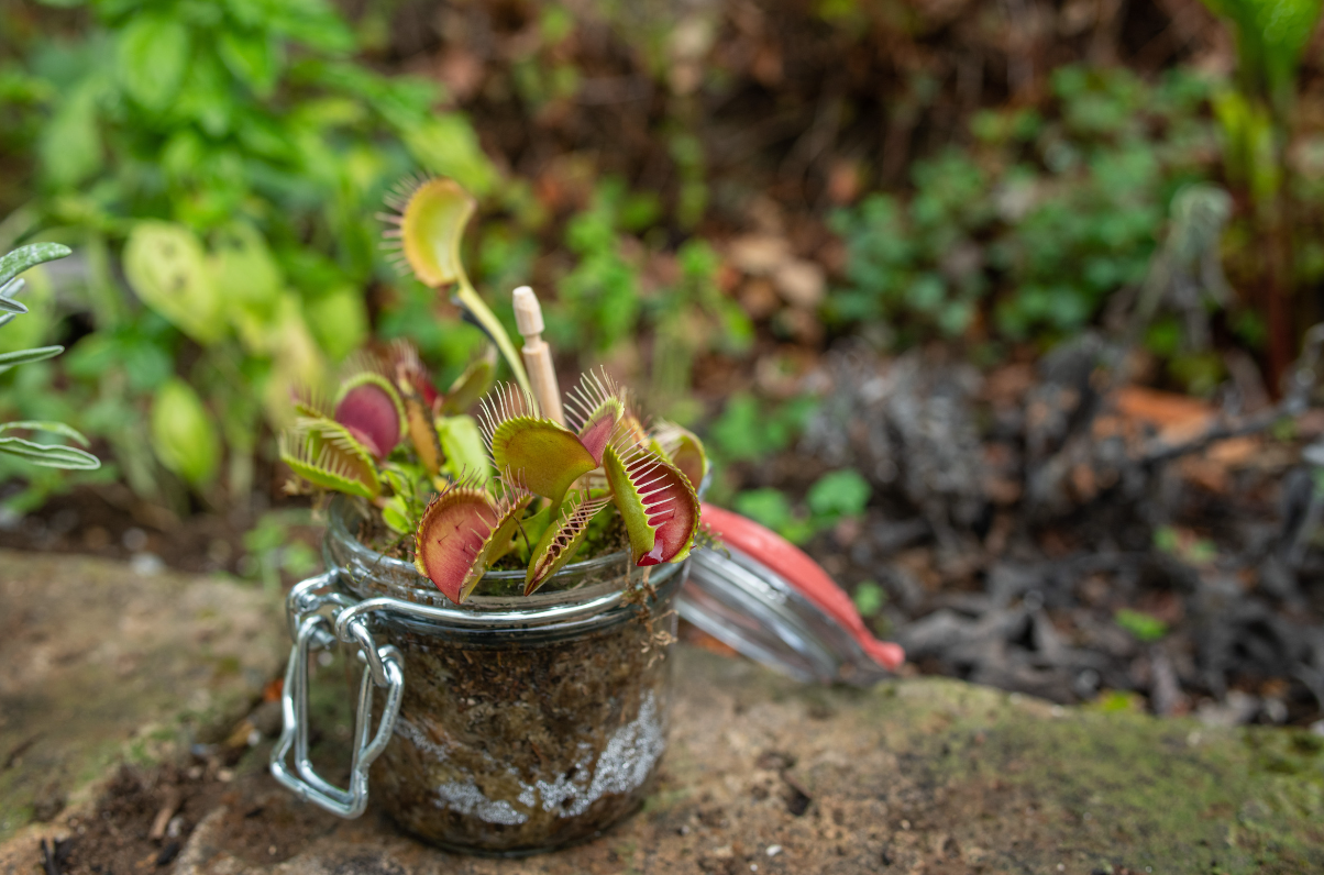 lotusleafaltars – Engroshandel Plantefrø – Venus Flytrap - Kødædende plante - Vejledning til frø og dyrkning4