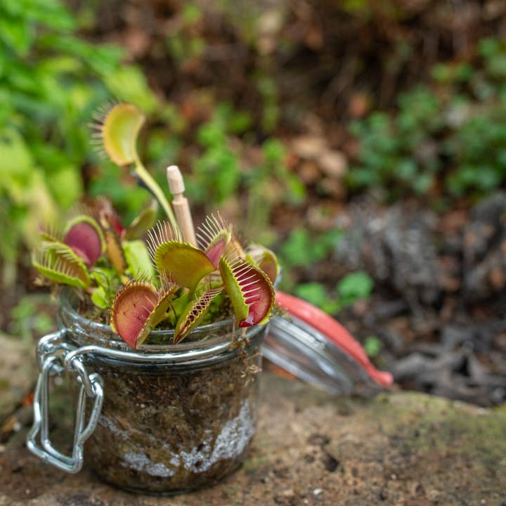 lotusleafaltars - Wholesale Plant seeds - Young Gardener XL Seed Set - With colourful grow guides!7