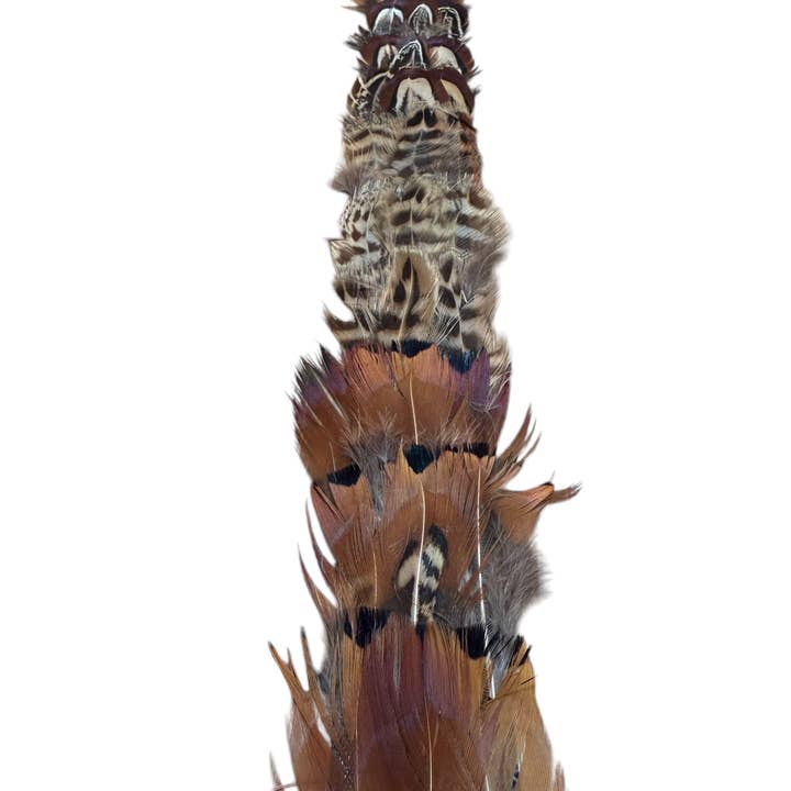 Nati Natash - Wholesale Hat Accessory - Women's - Feather hat band with strap