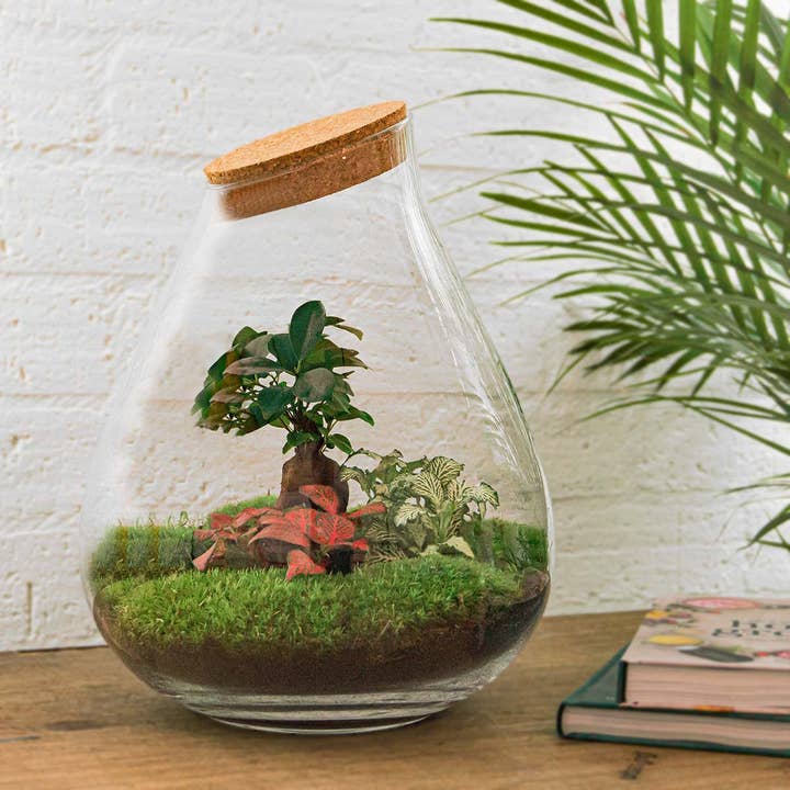 Trendhero.nl/b2b – Großhandel Terrarium – Terrarium-Bausatz – XL Tropfen mit Ficus Ginseng Bonsai – Flaschengarten – Höhe 37 cm2