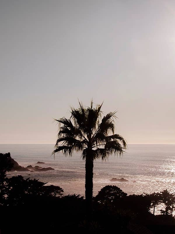 Coastal No. 1 for wholesale by Wilder California