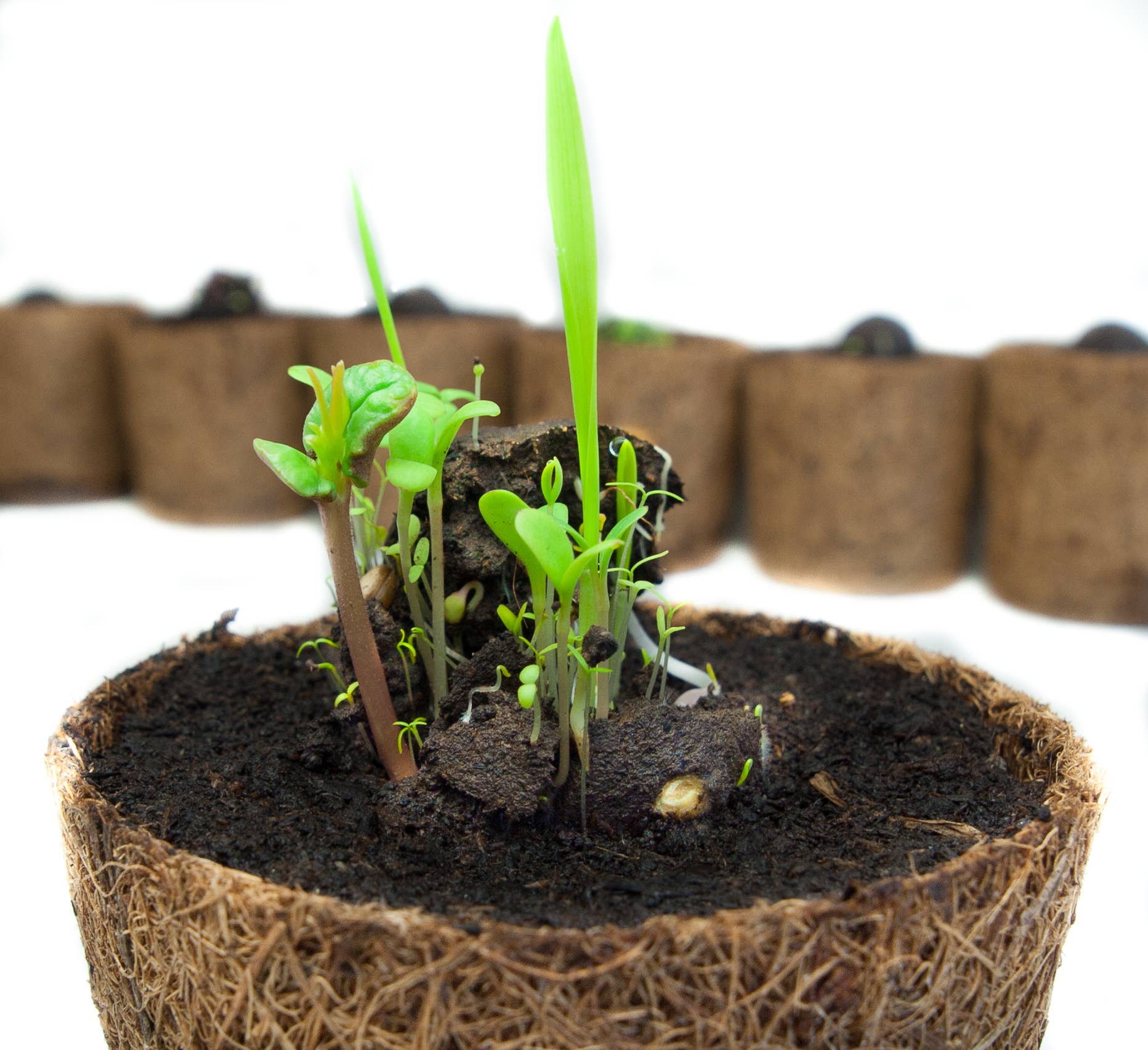 Zaadbom - Wholesale Plant Seeds - Seed bombs (5) in a sachet: Bee mix3