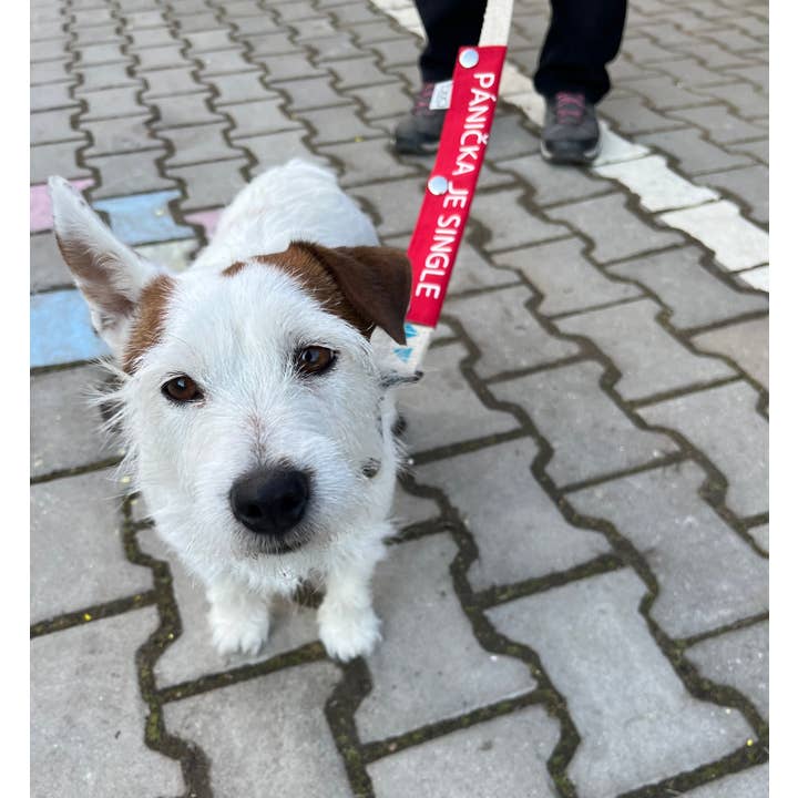 FUNKY DOG - Wholesale Pet leash – Dog - Lead Sleeve with Funny Sayings – Customizable & Eye-Catching13