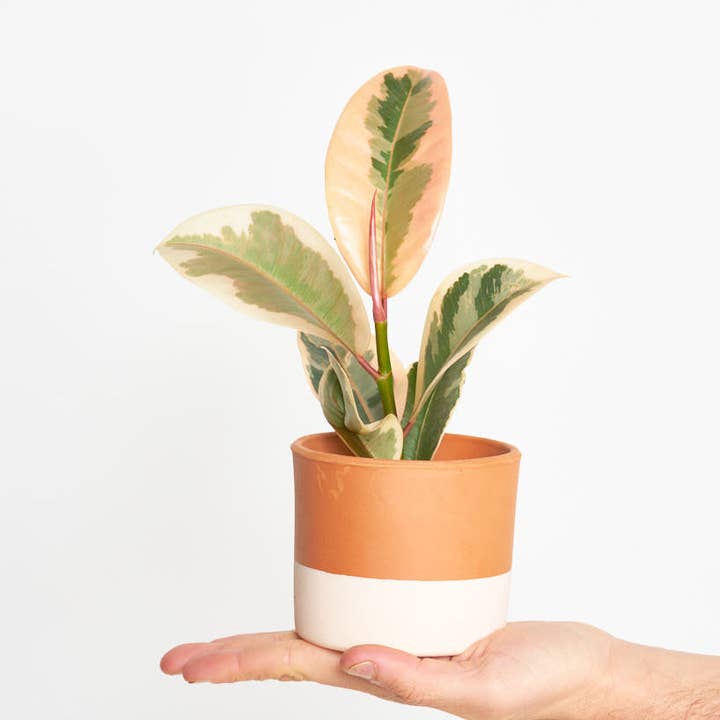 Ficus Elastica Tineke for wholesale by Miniplanta