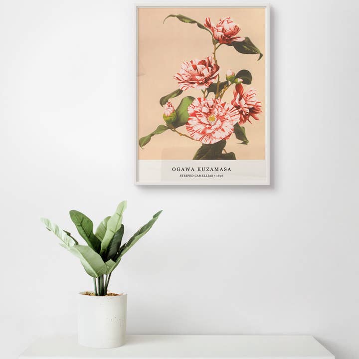 Ogawa Kuzamasa poster - Striped Camellias - 30x40 cm for wholesale by Esque