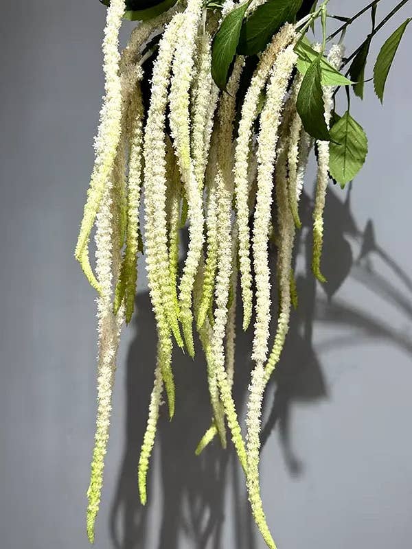 Real Touch Amaranthus Hvidgrøn for engroshandel hos JKF & Co Pty Ltd