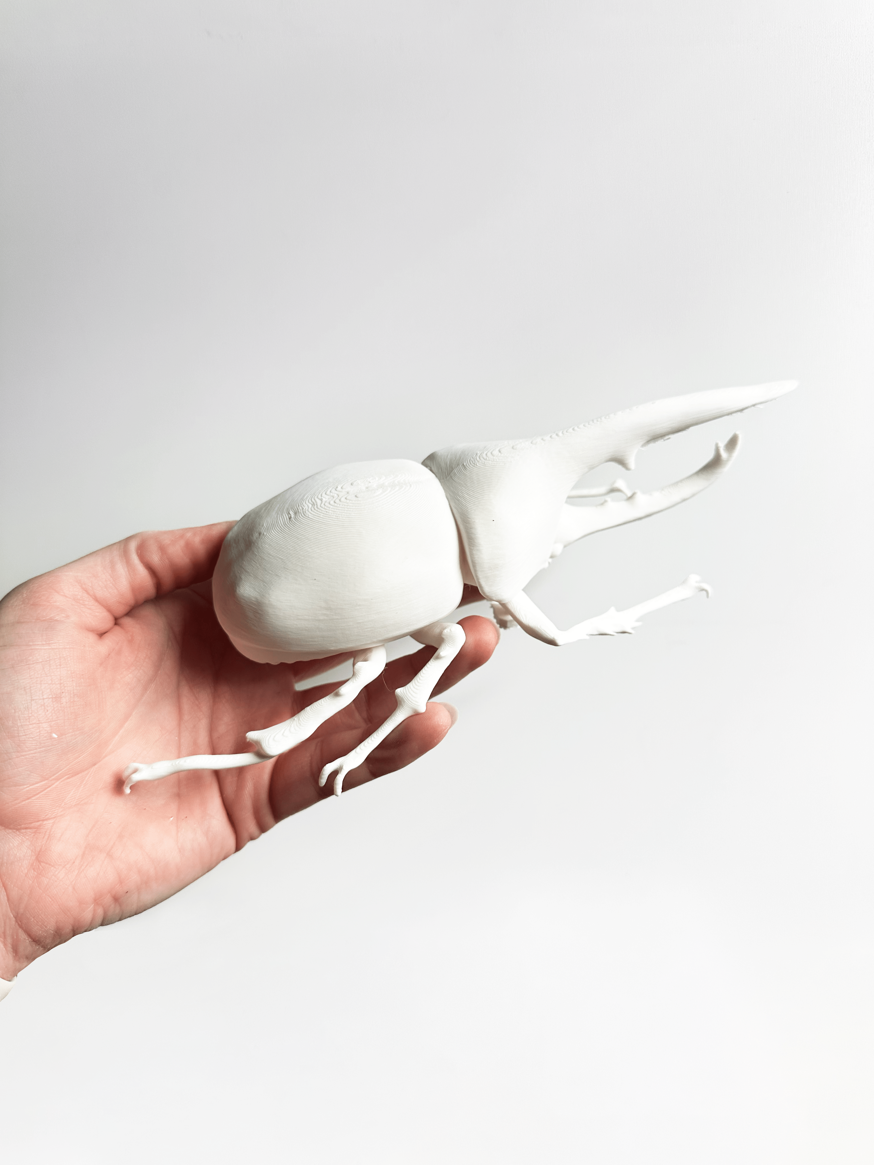 Faux Theory Design - Venta al por mayor Decoración de pared - Niños y bebés - Escarabajos Gigantes Impresos en 3D: Escarabajo Hércules y Escarabajo Ciervo8