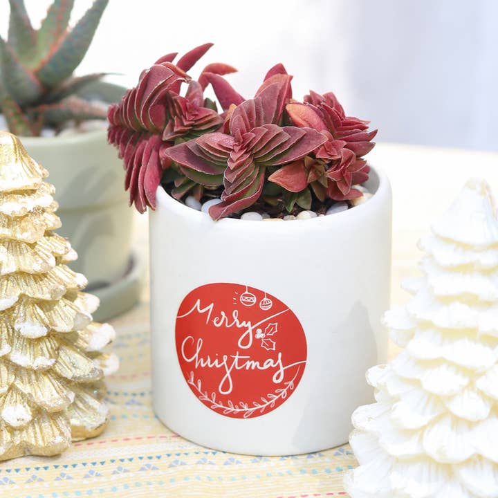 Red Pagoda Shark Tooth -Crassula capitella 2/4in for wholesale by Best Plant Friend