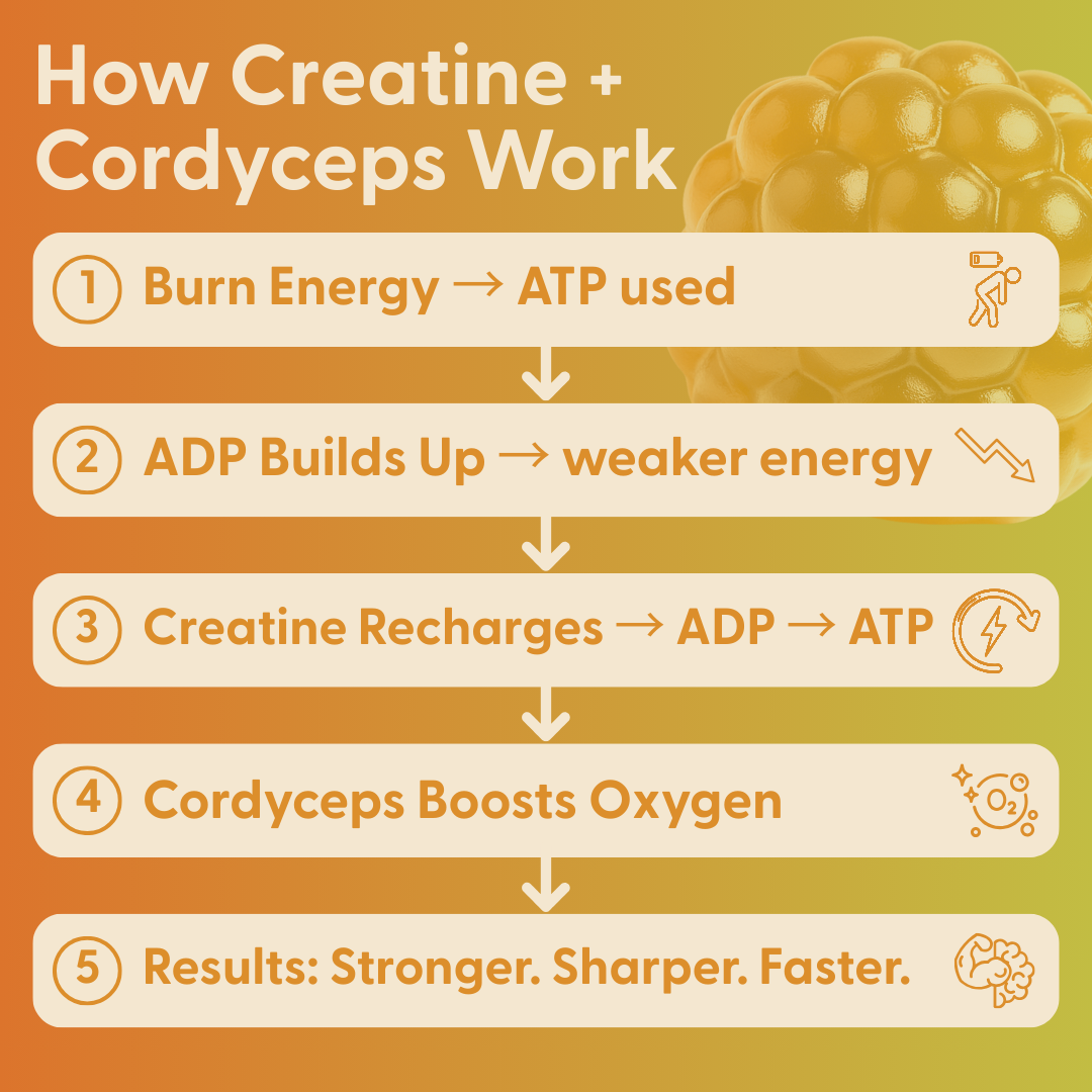 SuperMush - Wholesale Oral Supplement/Vitamin - Daily Creatine Gummies3