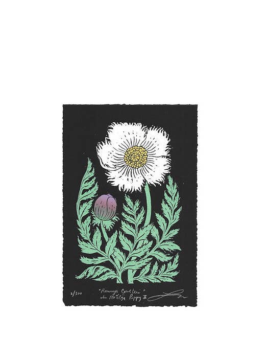 Romneya Couteri aka Matilija Poppy II for wholesale by Lili Arnold