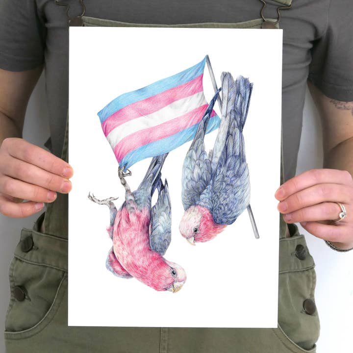Trans Pride Galahs Art Print for wholesale by Kayla Reay Design