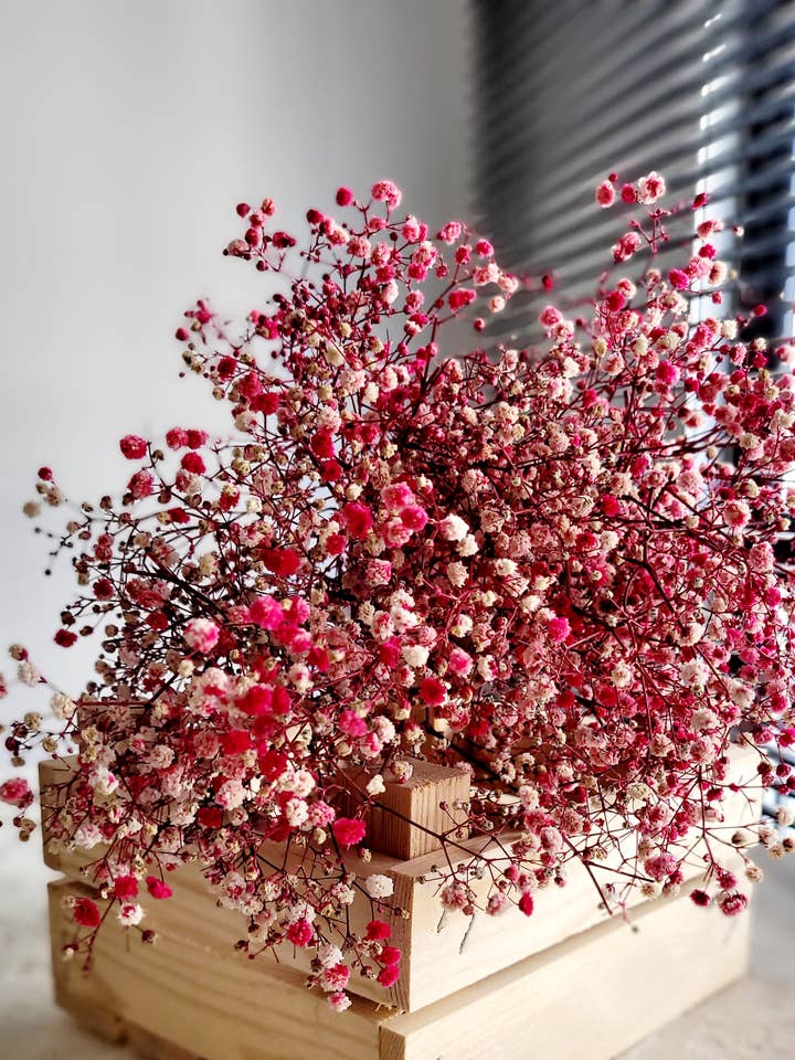 Dried Babys Breath Red, Dried Gypsophila, Dried Flowers for wholesale by MY BOUQUETS