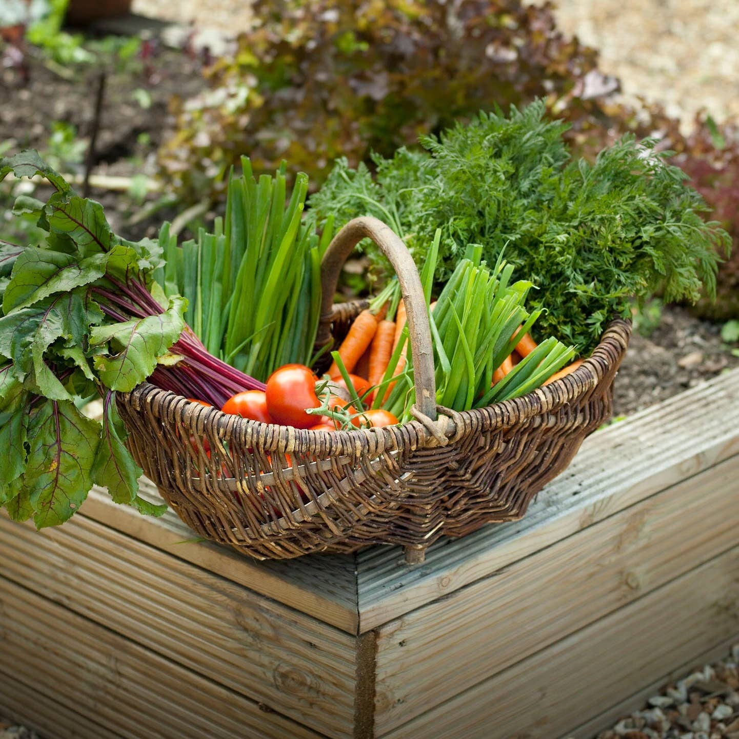 Gadsby – wholesale Garden caddy – Medium Wicker Garden Foraging Storage Trug - Unpeeled Willow2