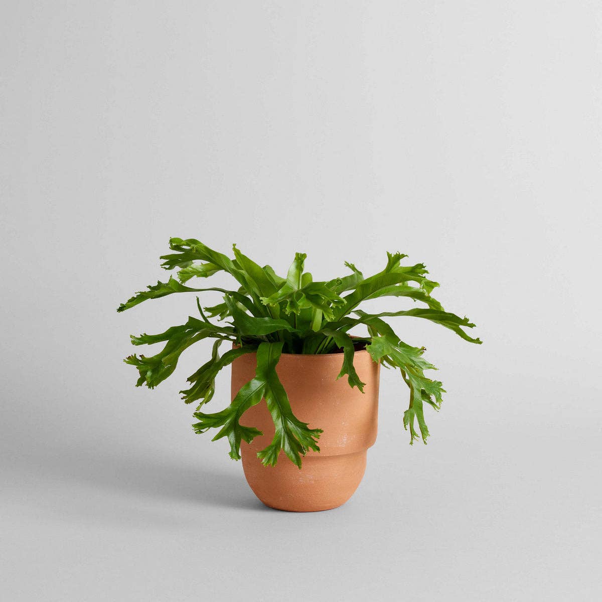 Bloomist – wholesale Plant pot – Big Cuff Planter3