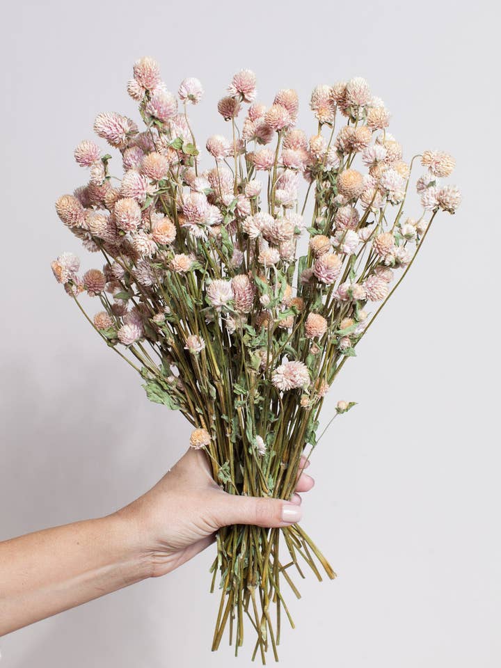 Dried Blush Globe Amaranth for wholesale by Idlewild Floral Co.