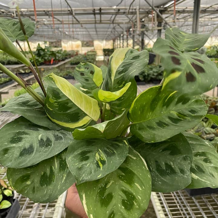 House Plant Wholesale - Wholesale Live Plant - Maranta Variegated 'Beauty Kim'