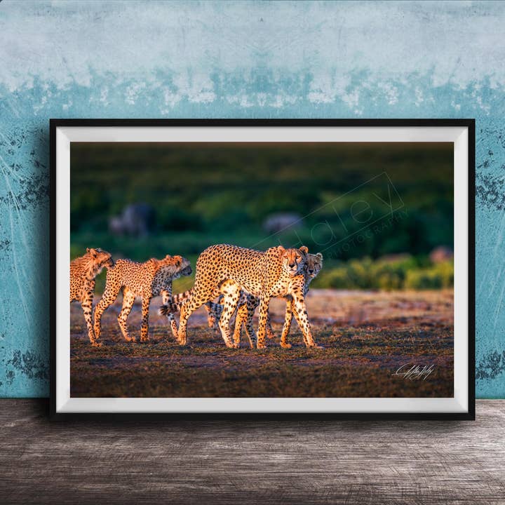 Cheetah Art Print | African Safari | Various for wholesale by Clifton Haley Photography