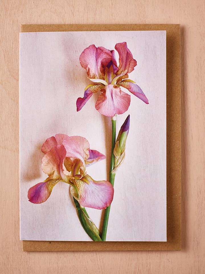 'Bearded Iris Romance' Greetings Card for wholesale by Jane Scott Flowers