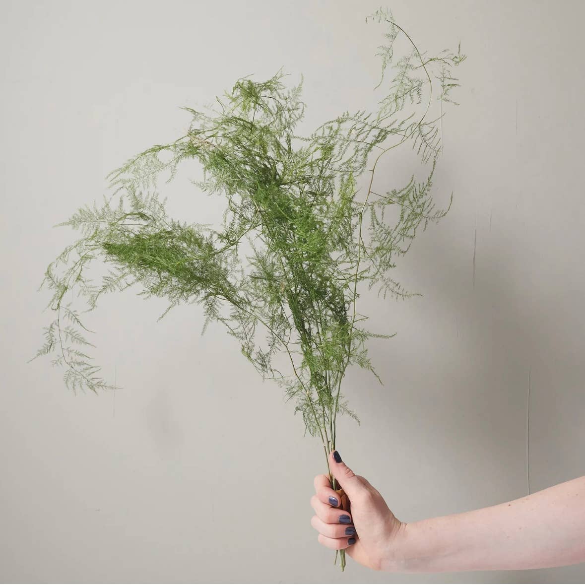 Right Side Hand – wholesale Dried/pressed flowers – Bunch of Dried Plumosa Fern1