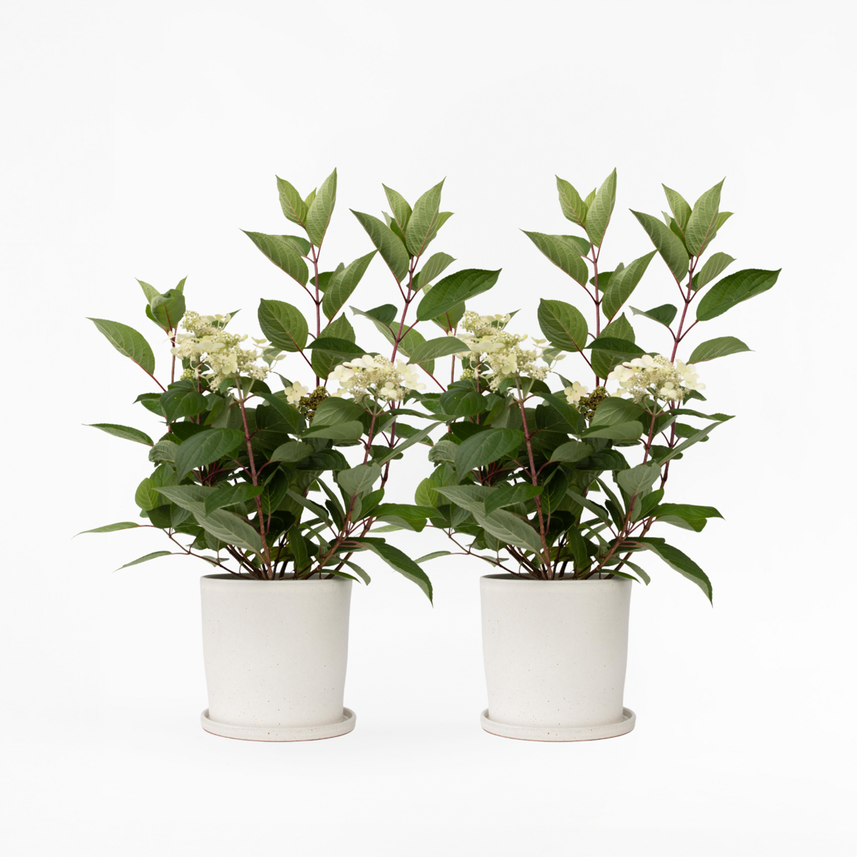 Oasis of Life - Wholesale Live Plant - Hydrangea paniculata 'Early Harry' – 2 plants – Height 25–40cm – Ø19cm – Early blooming panicle hydrangea with cream-white to delicate pink flowers – Hardy garden plant for beds, terraces & balconies1