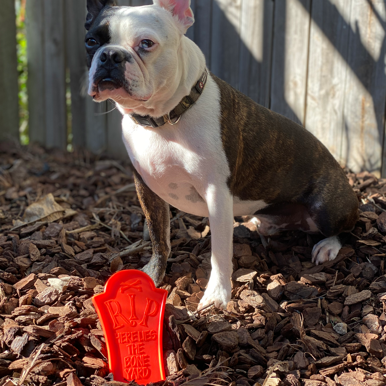 Rover Pet Products – Großhandel Haustier-Kauspielzeug – Hund – Nylon Grabstein4