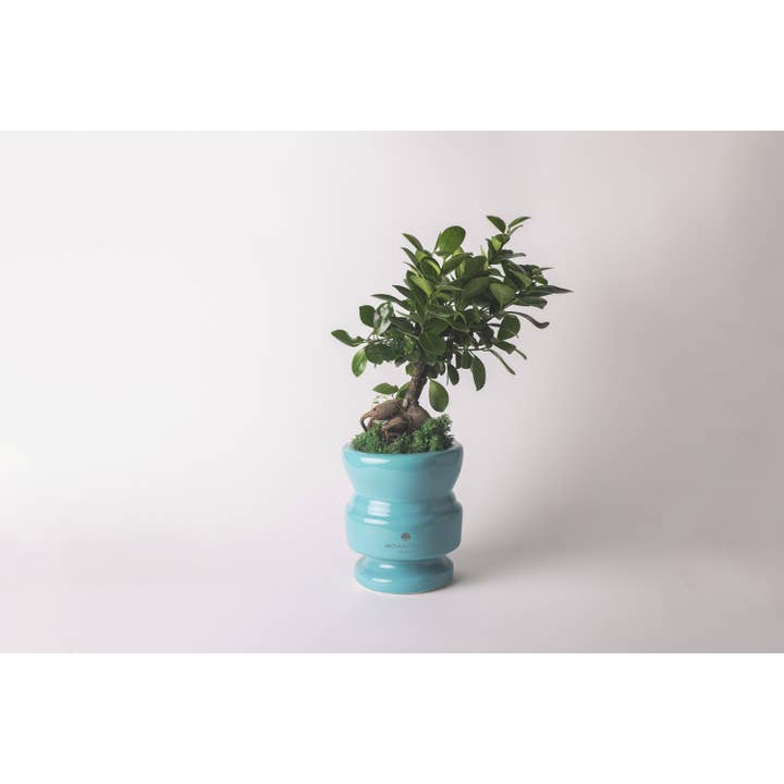 Paola Rolando Creazioni - Wholesale Artificial Plant - Bonsai Ficus Ginseng In Ceramic Pot - Attic1