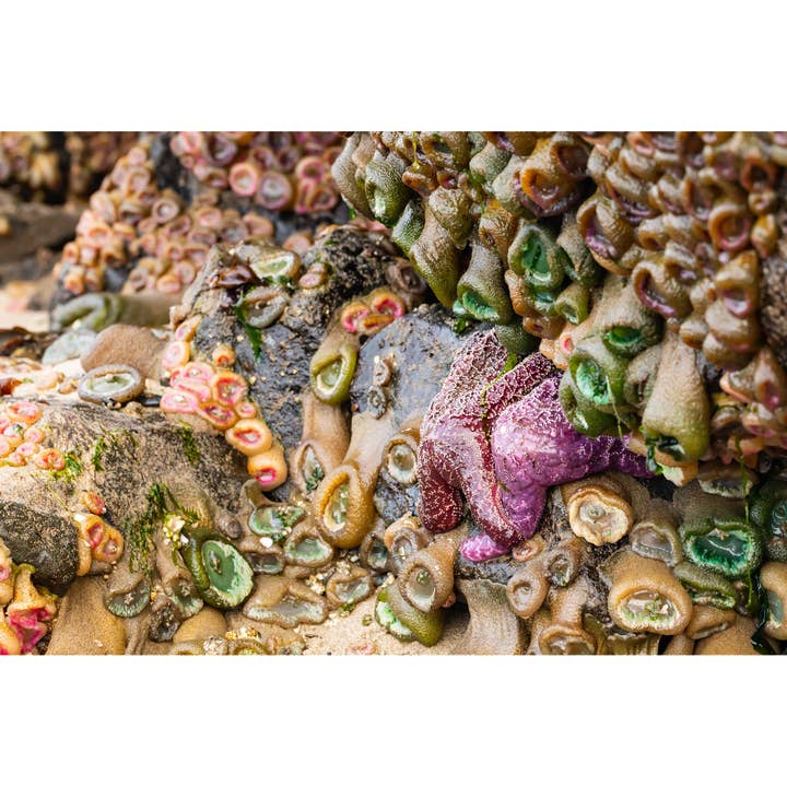 Photography Print "Close-Knit" • Sea Stars, Oregon Coast for wholesale by Andrea Morris Art