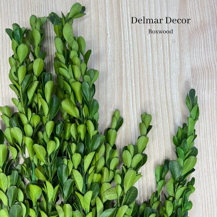 Boxwood, 3-4oz bunch for wholesale by Delmar Decor