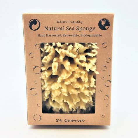 Sponges Direct - Wholesale Bath pouf/sponge - Sea Sponge in a Window Box - Prime Wool 5"-6"0