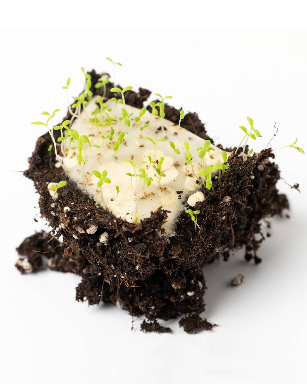 Life in a bag - Wholesale Zaadjes voor platten - Bijen om te planten - set van 32