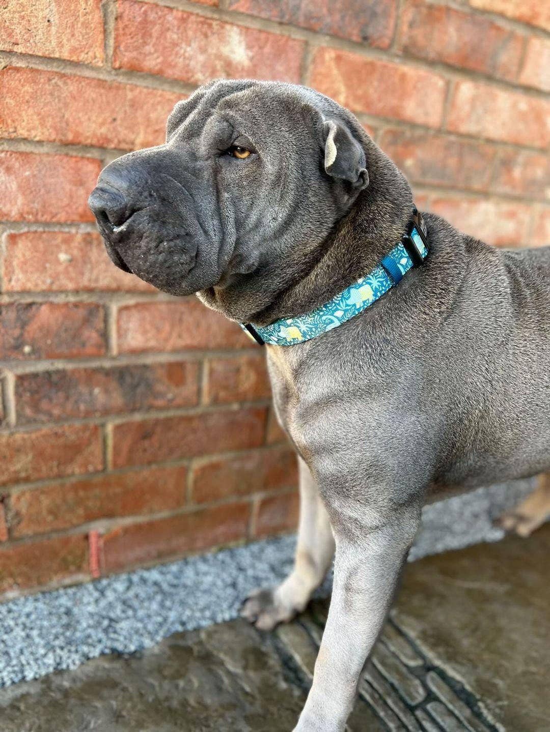 Pet Pooch Boutique – wholesale Pet collar – Dog – Dino Rawr Dinosaur Dog Collar With Optional Bow Tie2