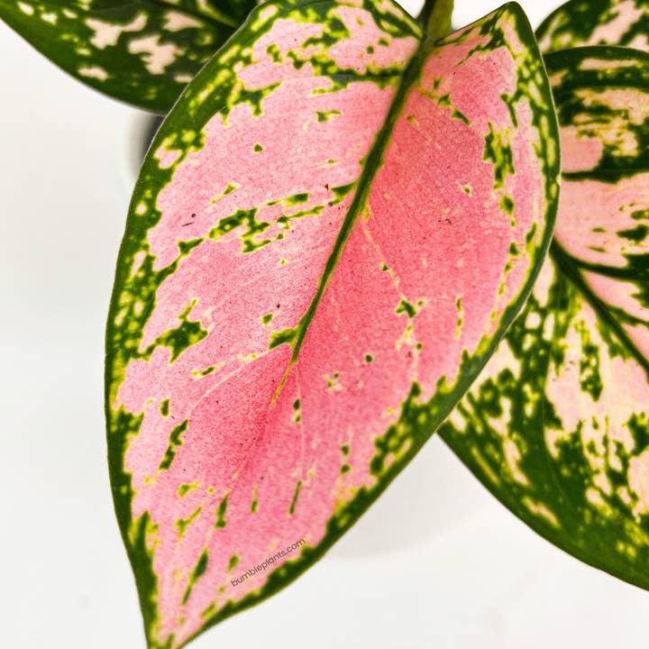 Bumble Plants - Wholesale Live Plant - Aglaonema Cherry Anyanmanee 'Lady Valentine'5