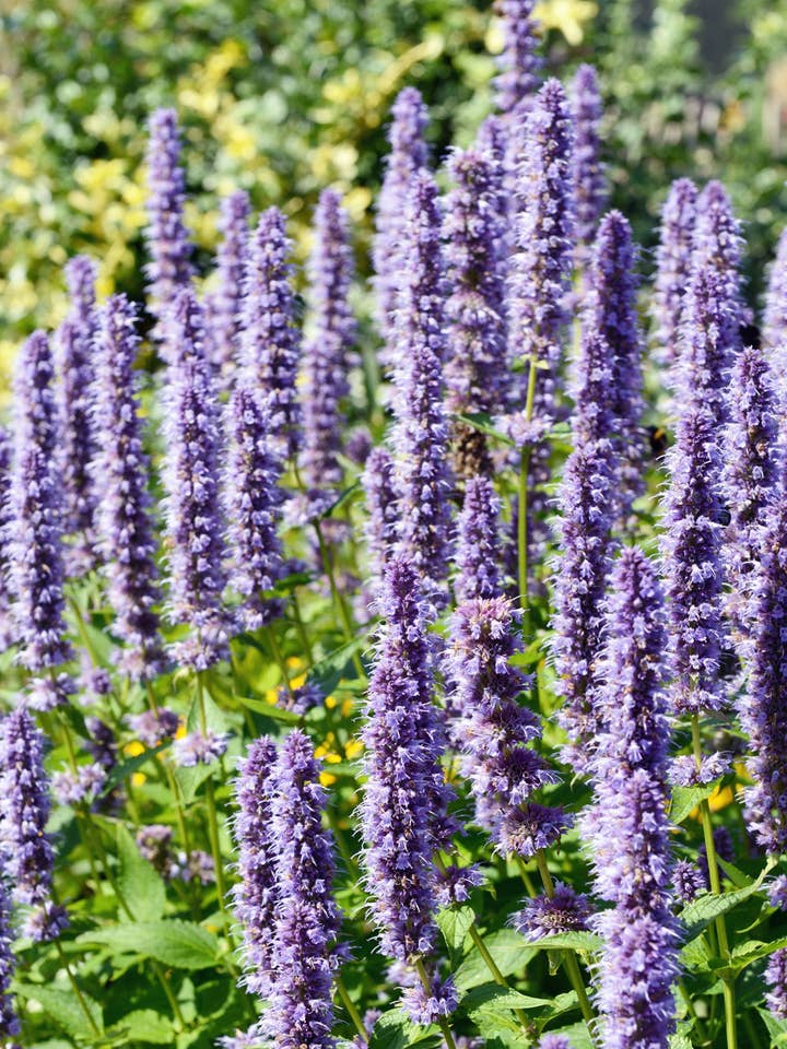 Agastache 'Astello Indigo' Seeds for wholesale by Herboo