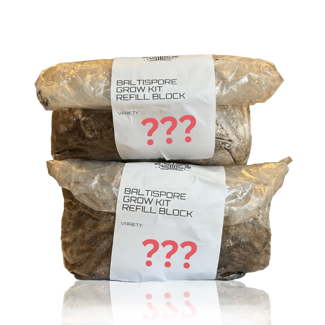 BaltiSpore LLC - Wholesale DIY Food Kit - Mushroom Grow Kit Refill Block2