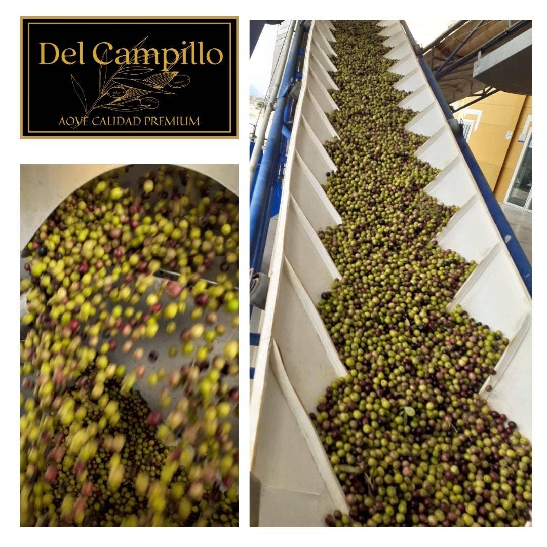 Del Campillo - Wholesale Olive Oil - PACK - 6 bottles EVOO del Campillo 100% Arbequina cold extraction. 500 ml bottle3