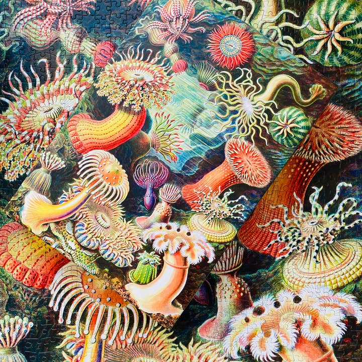 Penny Puzzle - Wholesale Puzzle - Adult - Sea Anemones 1000 piece Vintage jigsaw puzzle6