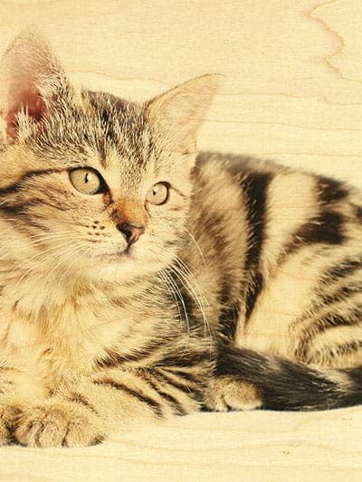 CARTÃO POSTAL MADEIRA GATO TIGRADO por atacado de Hironwoods