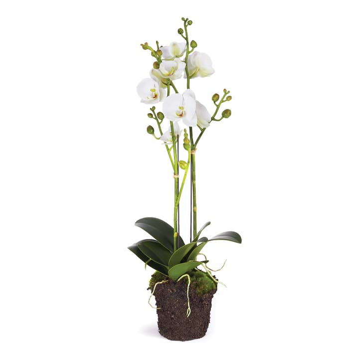 Napa Home & Garden - Wholesale Artificial Flowers - Phalaenopsis Orchid X 2 Drop-In 23"