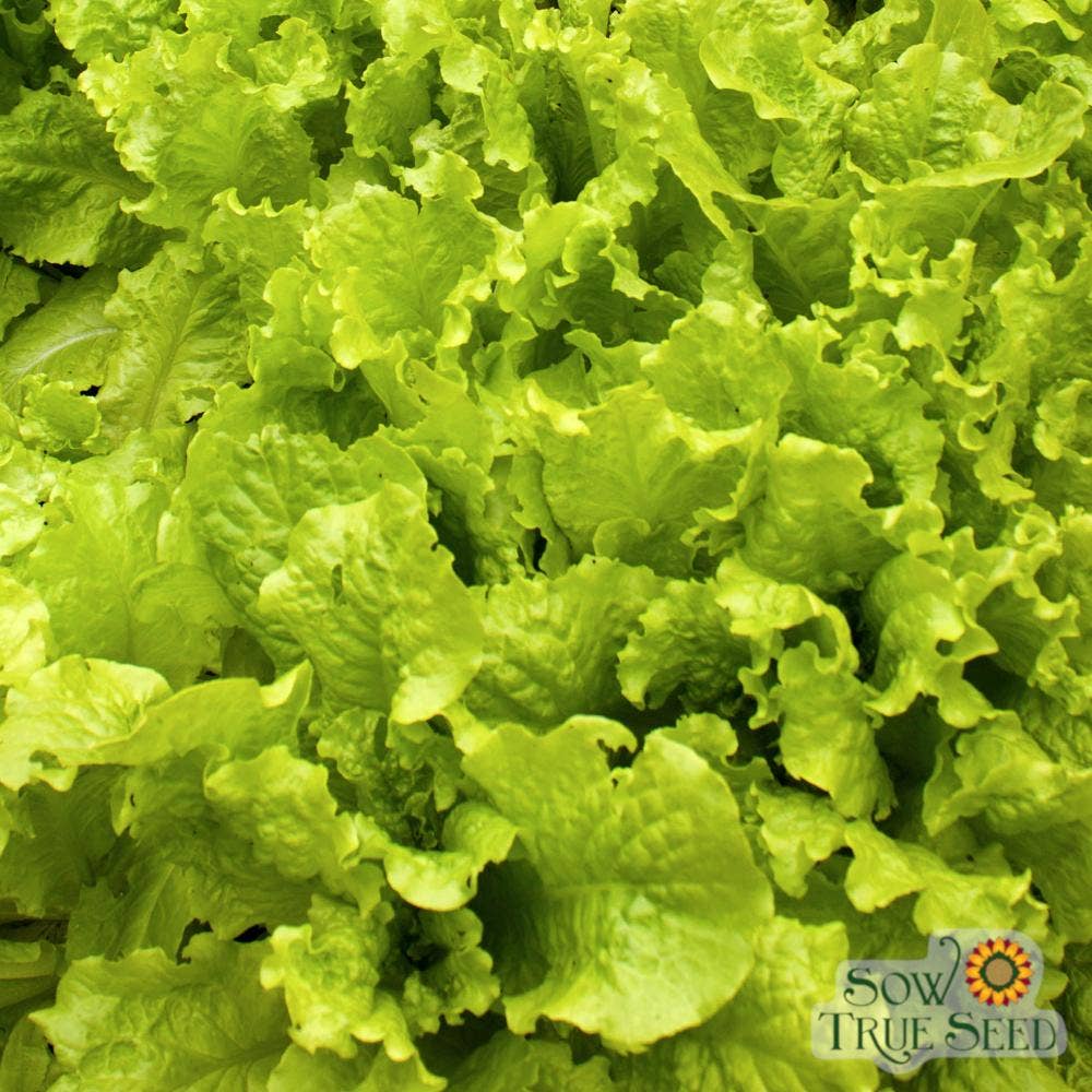 Sow True Seed - Wholesale Plant Seeds - Lettuce Seeds - Black Seeded Simpson, ORGANIC3