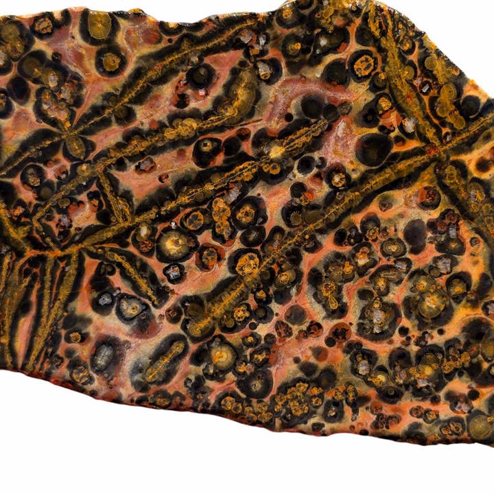 Leopard Skin Rhyolite Slab – Orbicular Jasper with Bold Yellow & Pink for wholesale by Lapidary Central